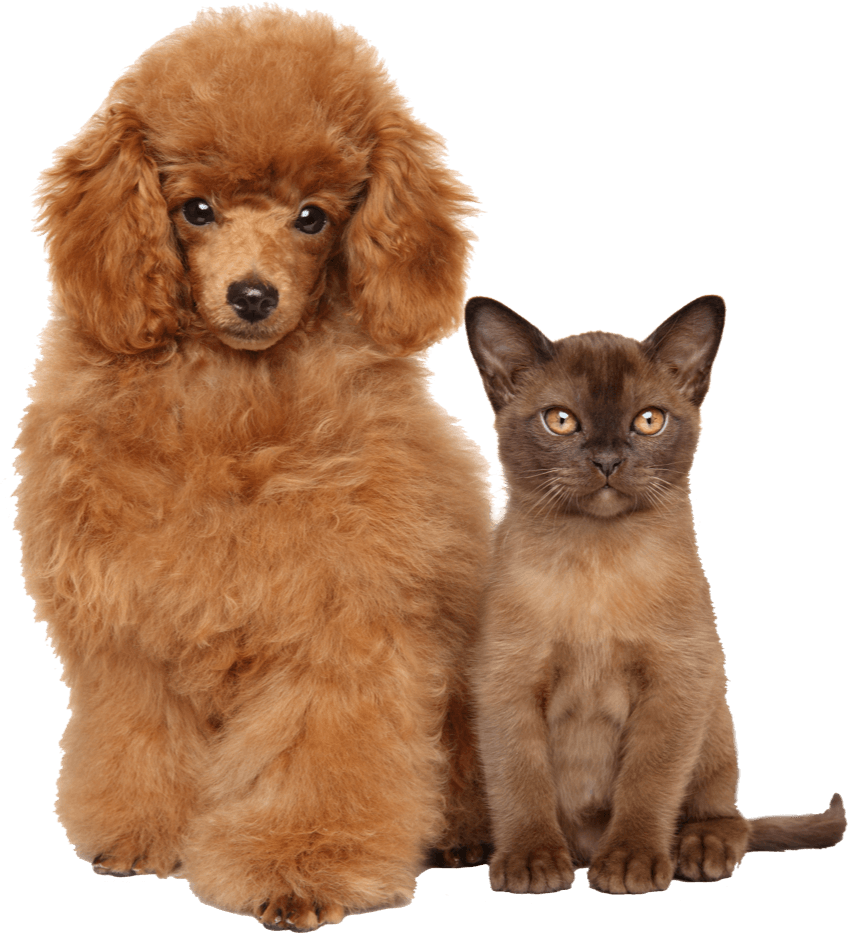 Perro y gato de TriEats